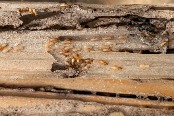 Best Best Pest Control Near Me  in Cherry Creek, CO